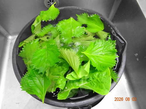 DSC05770.JPG