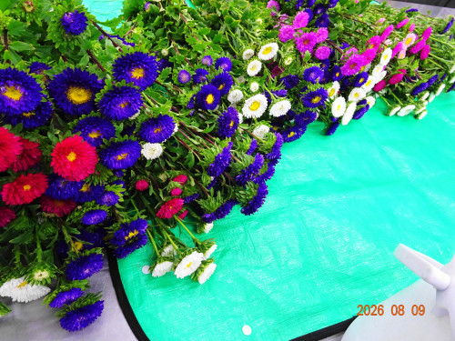 DSC05962.JPG