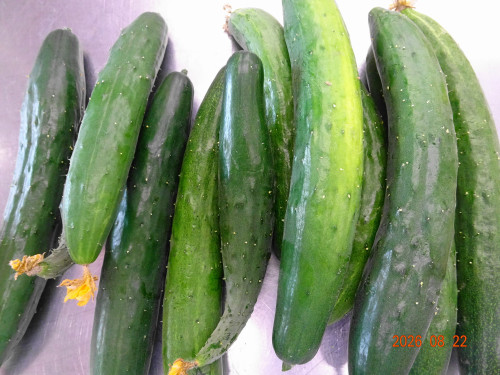 DSC06285.JPG