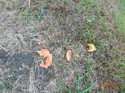 DSC06457.JPG