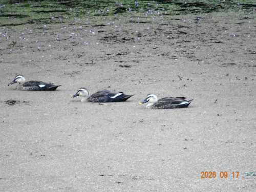 DSC06884.JPG