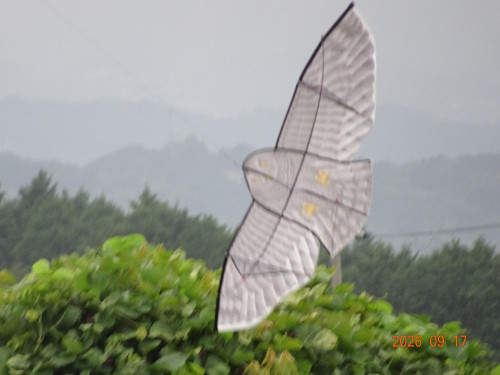DSC06887.JPG