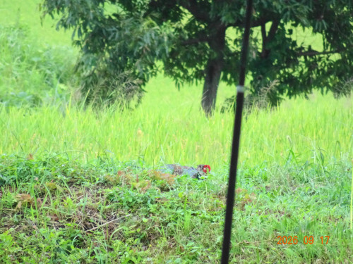 DSC06889.JPG