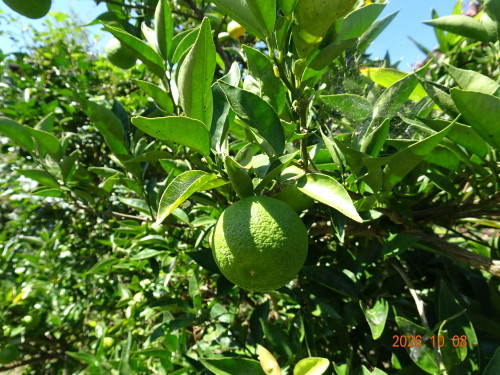 DSC07404.JPG