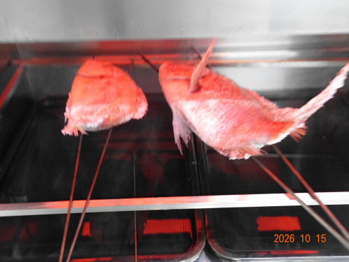 DSC07572.JPG