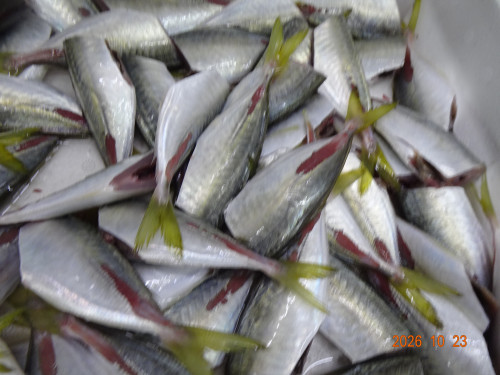 DSC07684.JPG