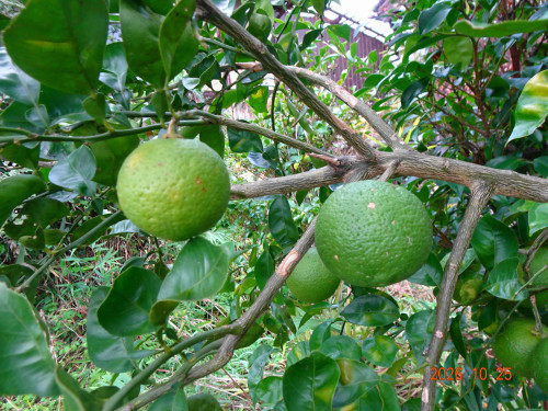 DSC07727.JPG