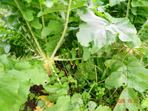 DSC07738.JPG