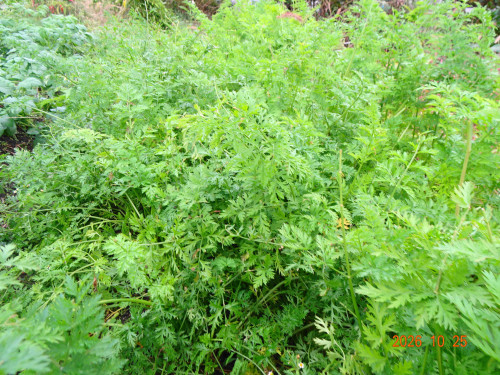 DSC07734.JPG