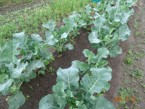 DSC07742.JPG