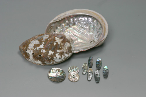 アワビの原貝と製品