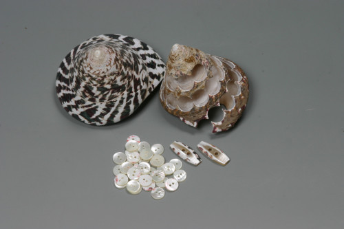 高瀬貝の原貝と製品