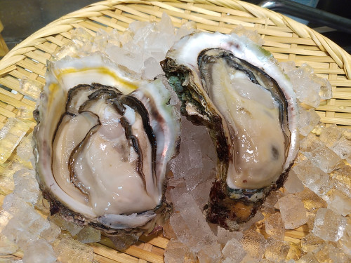 鳥取の夏の味覚！「天然岩牡蠣」入りの天丼始まりました！