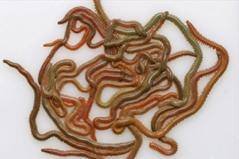 有限会社はなまる 青虫