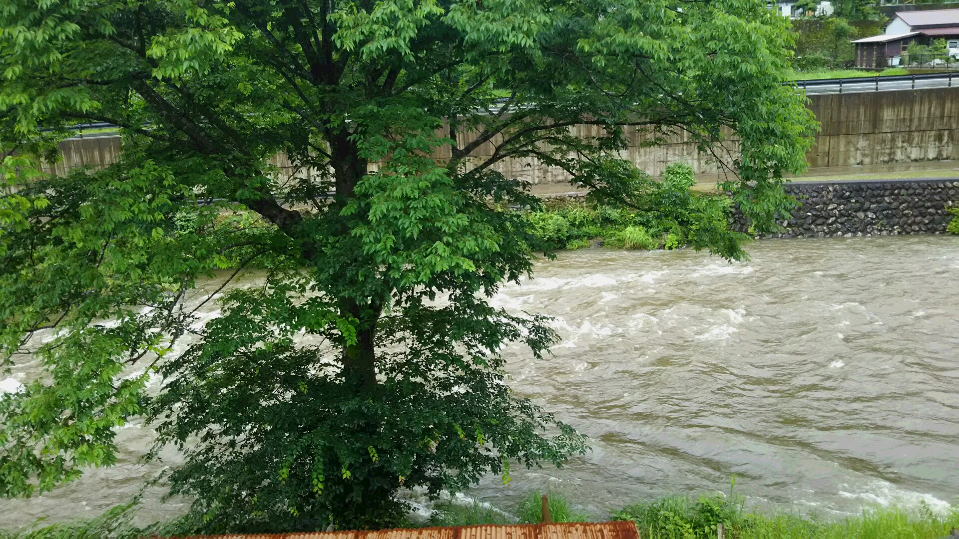 解禁後の豪雨で西の川が荒れております