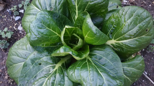 下北山村オリジナル野菜　　春マナ　霜に数回当ると独特の旨味がたまりません。