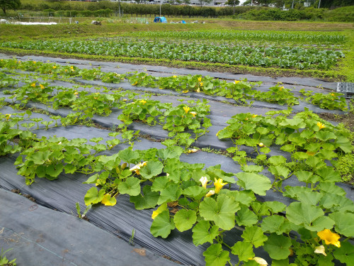 DSC_0347.JPG