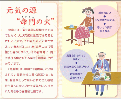 『霊鹿参』は動物性生薬（鹿茸）と植物性生薬（紅参）の協力効果で、肉体疲労、虚弱体質、病中病後、胃腸虚弱、食欲不振、血色不良、冷え症などの滋養強壮に優れた効き目を発揮します。  中国では、『腎』は単に腎臓を指すのではなく、人が元気に生活できる源とされています。  その腎の内で元気が燃えていると考え、これを命門の火（腎陽）と名付けました。  その腎を補い、陽を助ける働きをする薬を『補陽薬』と呼んでいます。