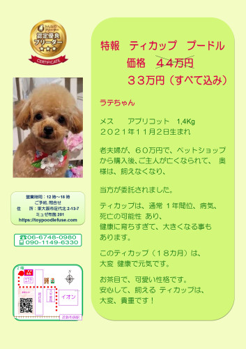 トイプードルの家　チラシ　ラテちゃん　A3_page-0001.jpg