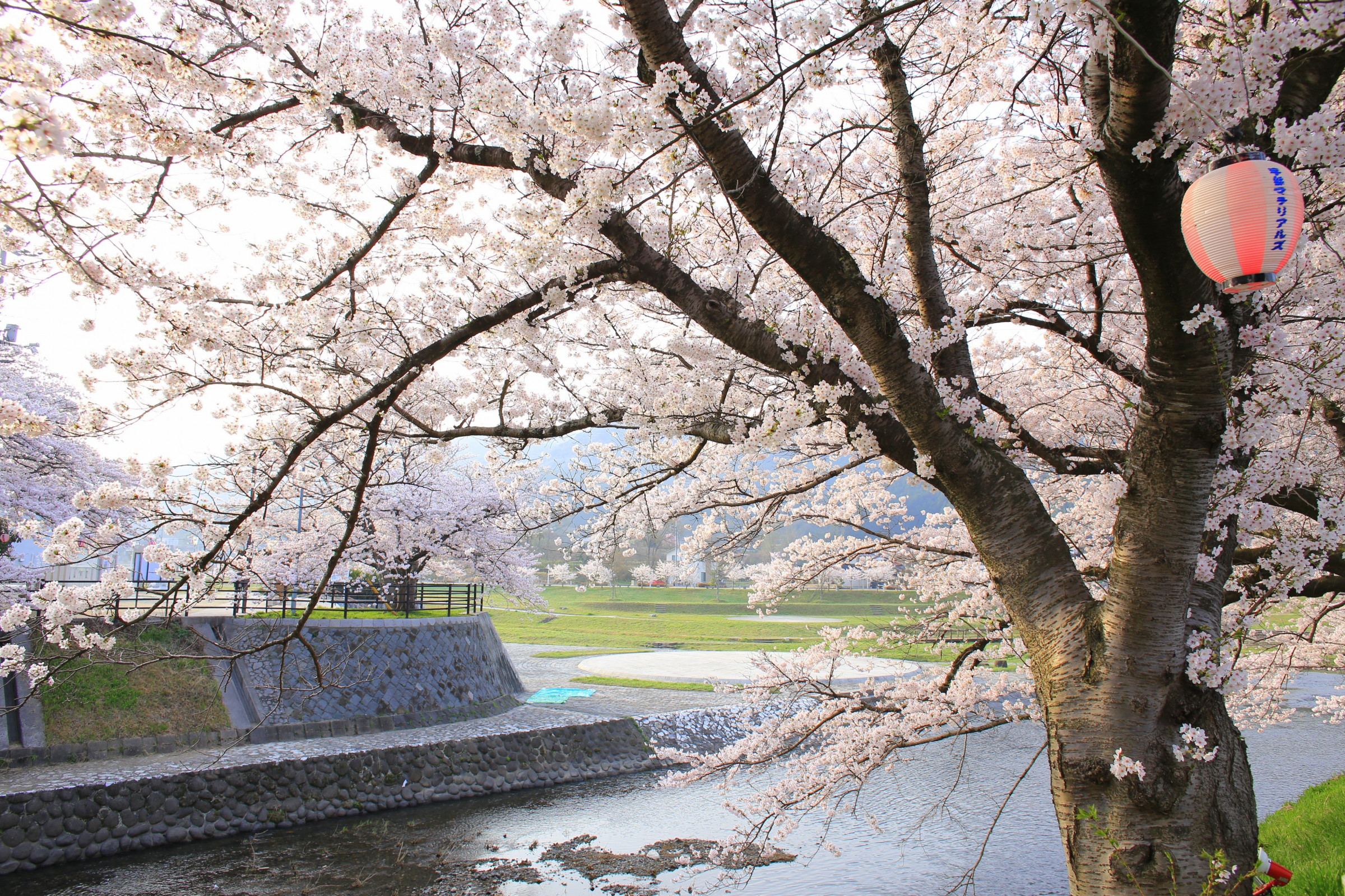 公式 みね桜まつり 美祢市 桜