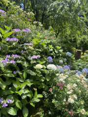 IMG_5570.jpeg