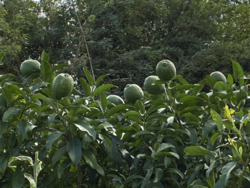 S__9846793_0.jpg