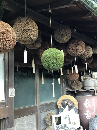 杉玉