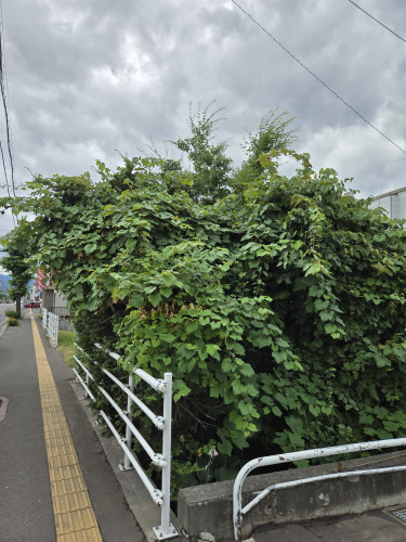 伐採2.jpg