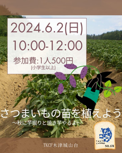 tkcfさつまいもの苗植え