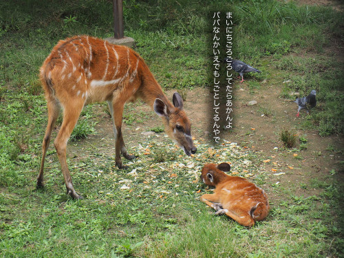 鹿とカンガルー１.jpg