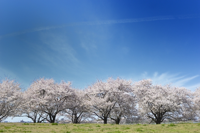 さまさまの事おもひ出す桜かな　芭蕉