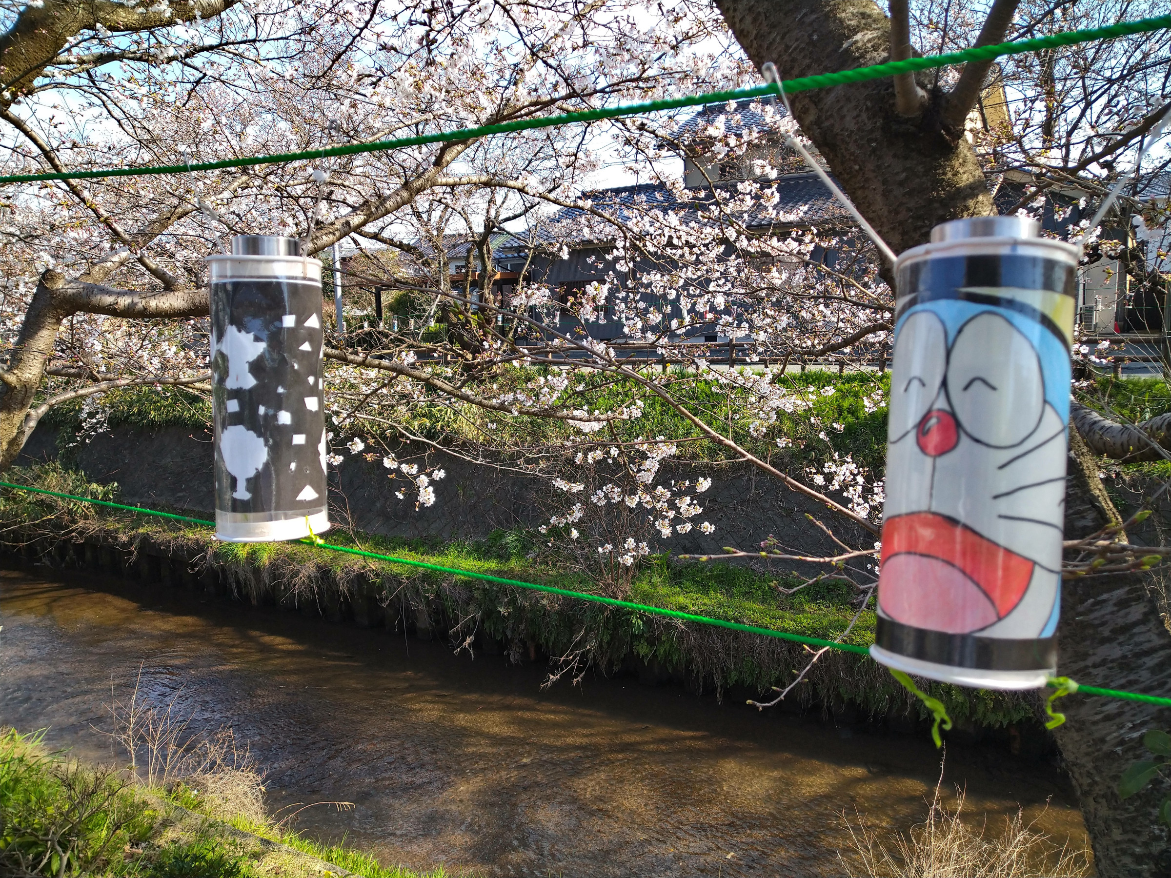 母校前　桜土手の桜　ブログ「おらのセレンディピティ」をどうぞ