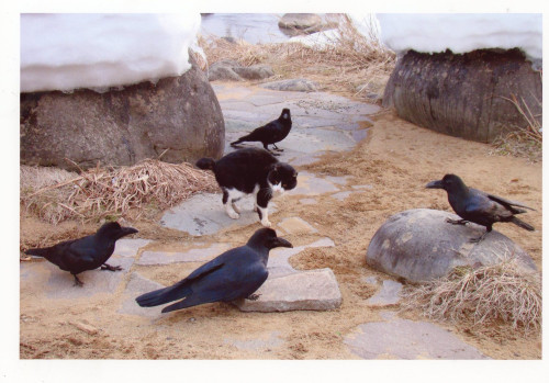img058　特選　四面楚歌　平川悠子　札幌市.jpg