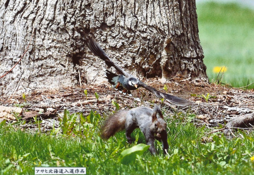 入選　逆襲（エゾリスとムクドリ）　石川隆.jpg