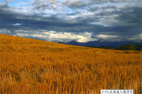 入選　麦秋　佐藤有芳.jpg
