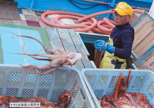 入選　タコの水揚　佐藤和信.jpg