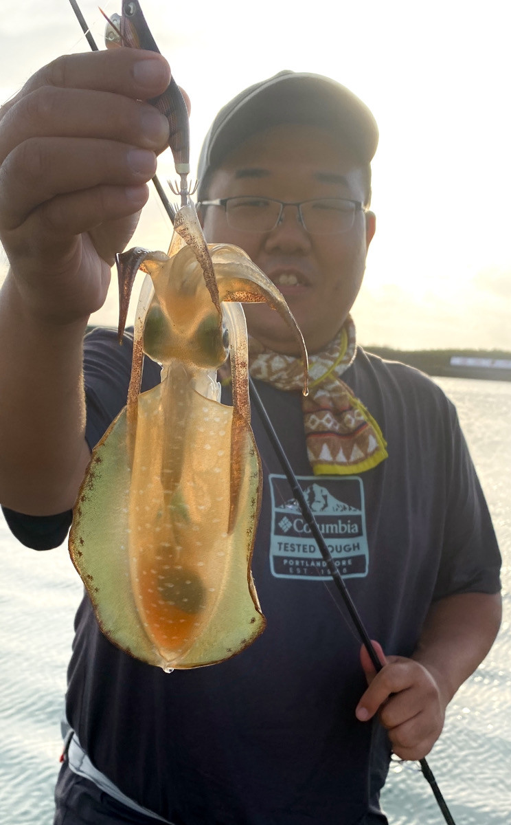 焼津でもアオリイカが釣れています