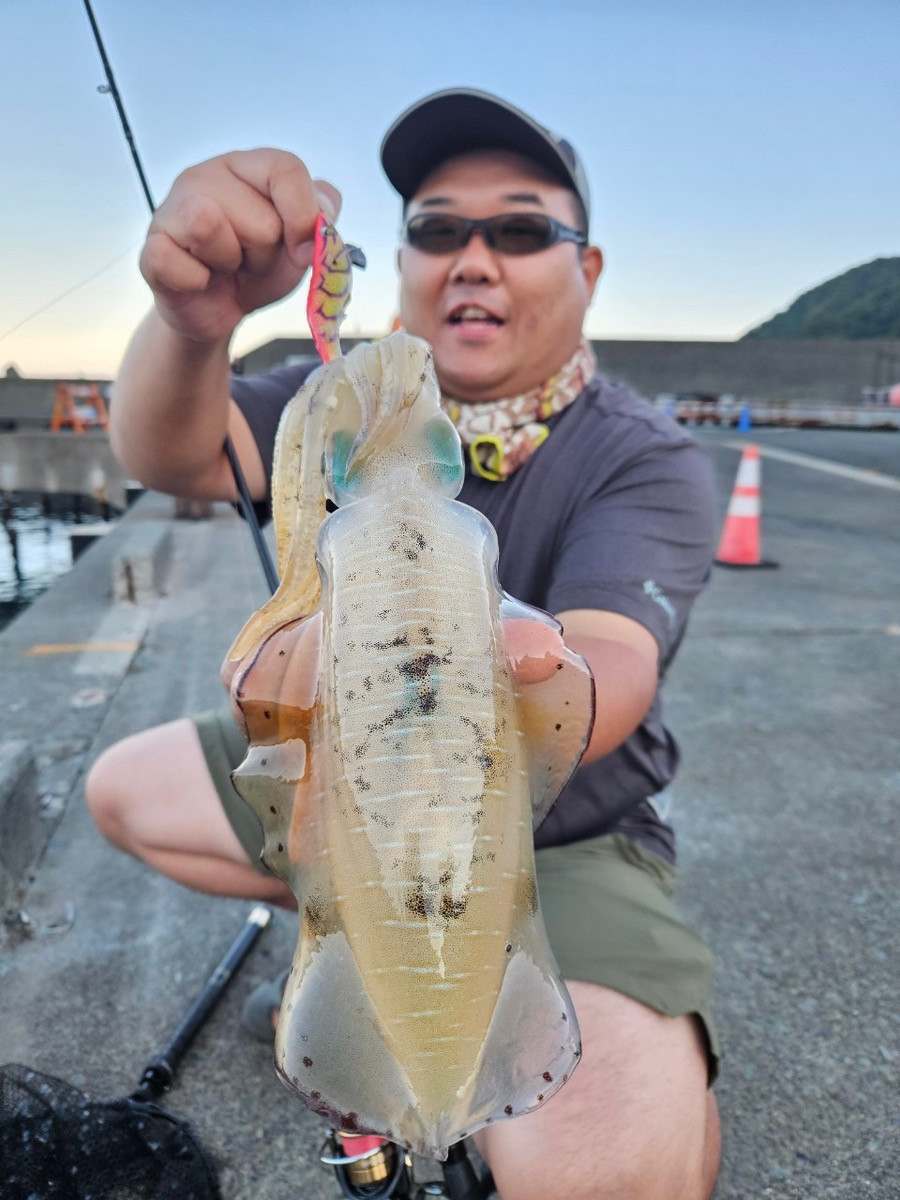 伊豆でアオリイカを釣ってきました