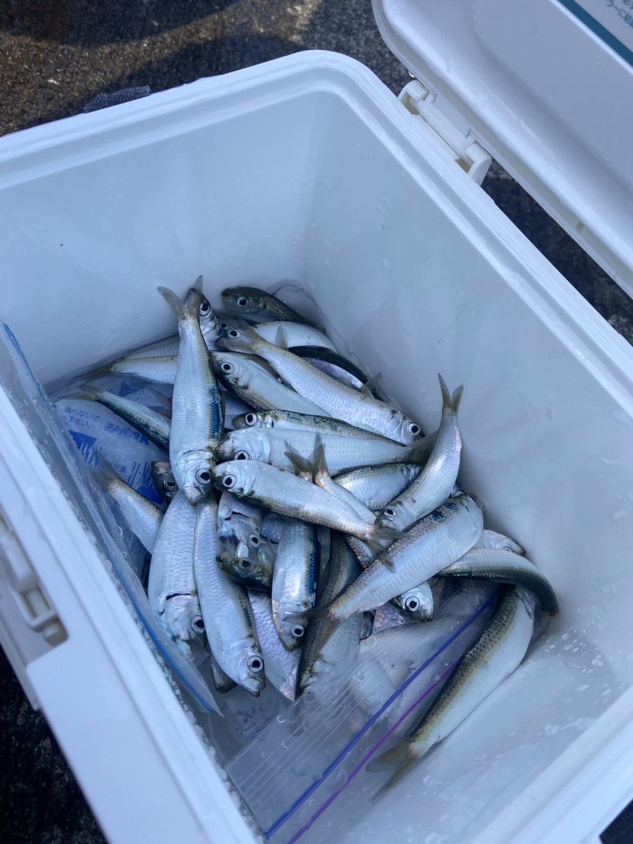 サッパがたくさん釣れています