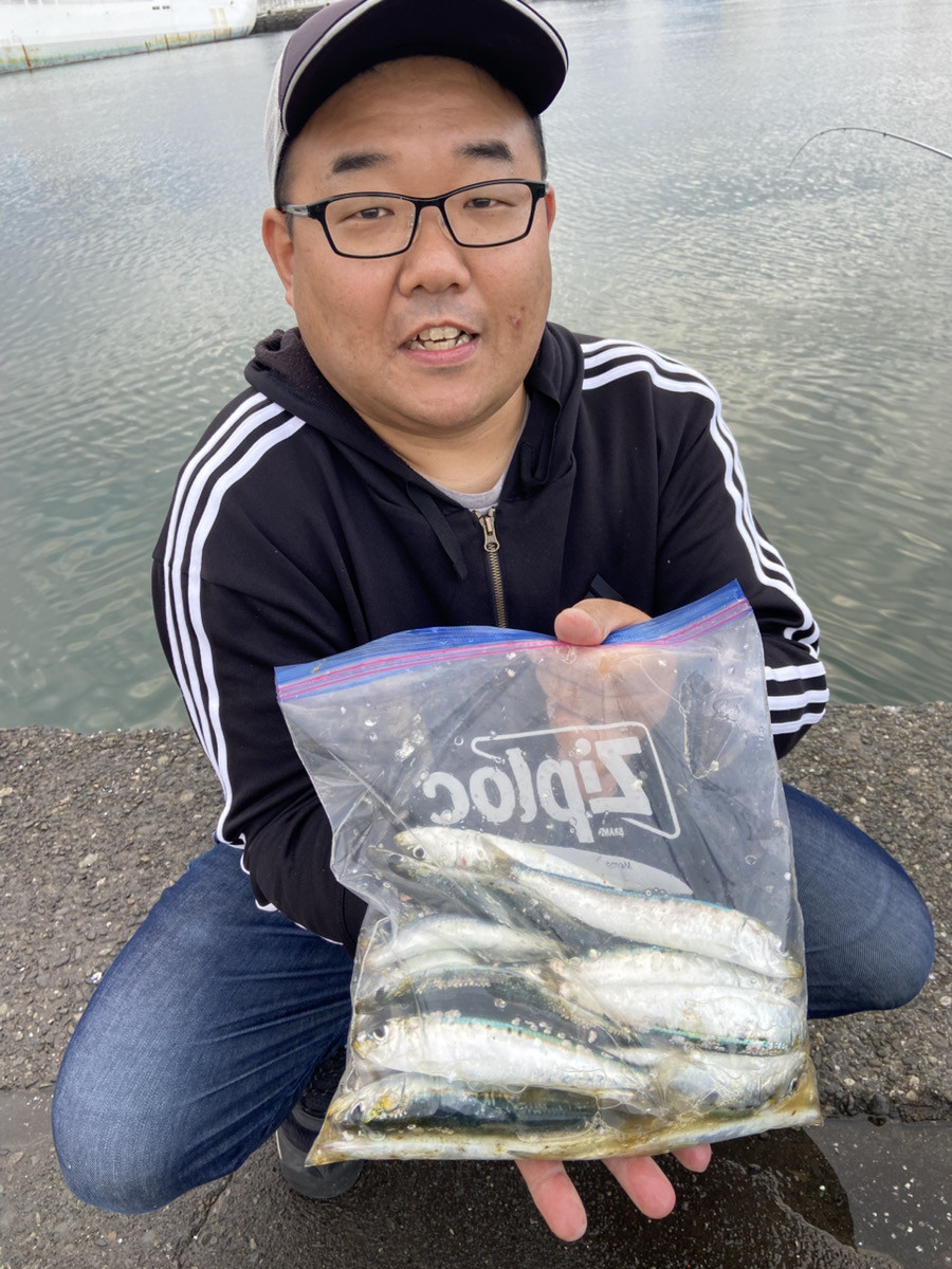 またまたマイワシが釣れています