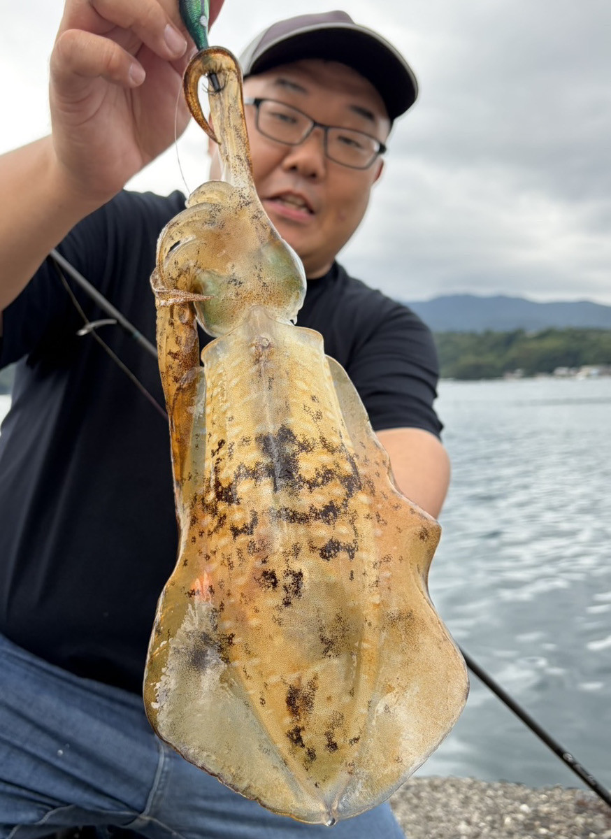 アオリイカが釣れる時期です♪