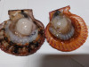 冷凍ヒオウギ貝500ｇ（4～6枚）ｘ2パック