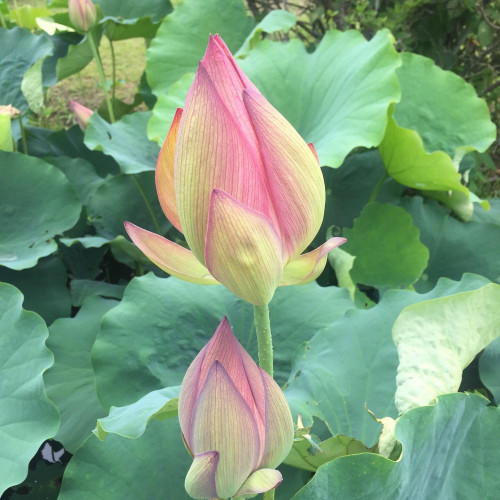 夏季おやすみのお知らせ