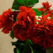 DSC00195.JPG
