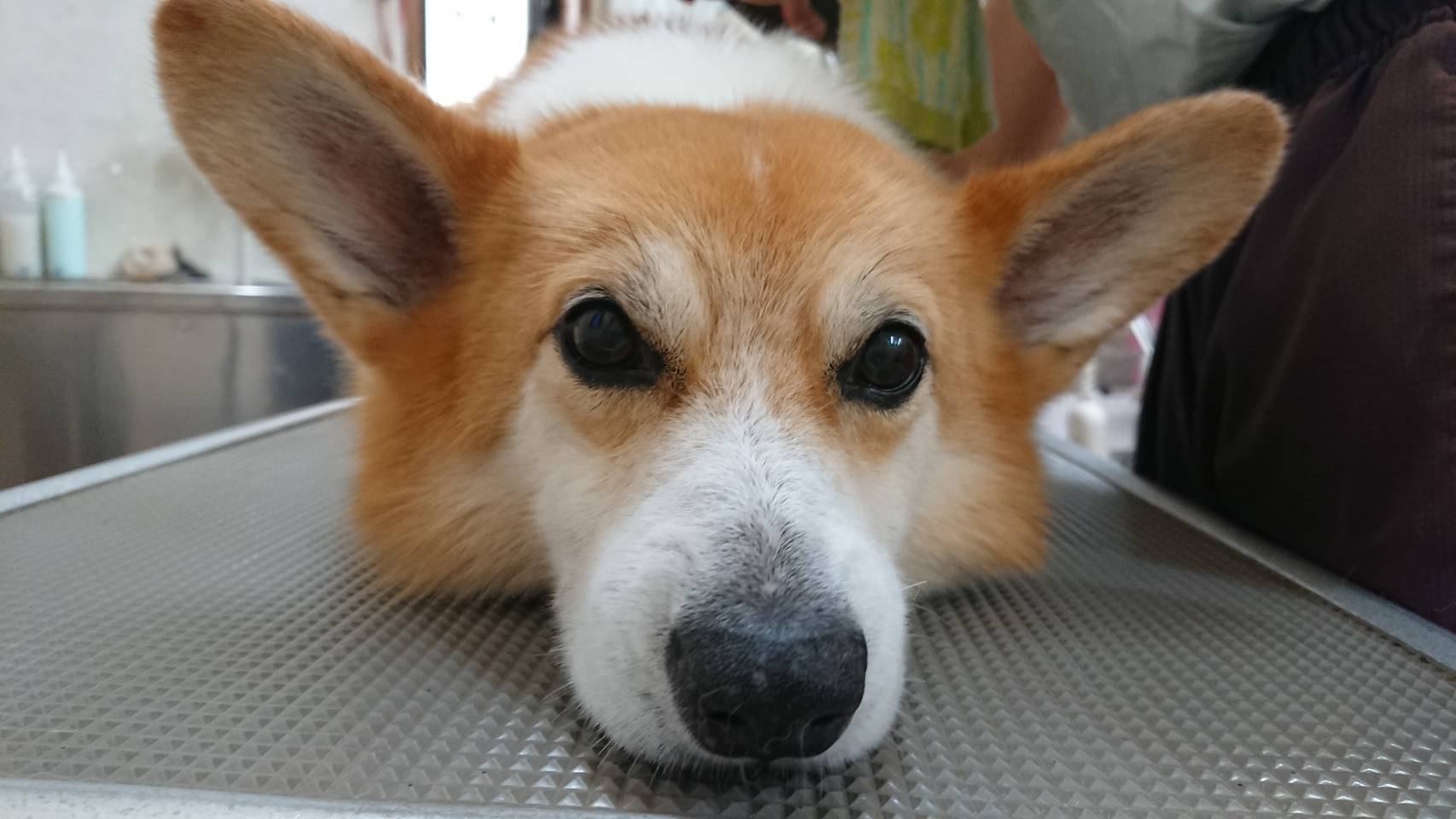 Dog Salon Vivit