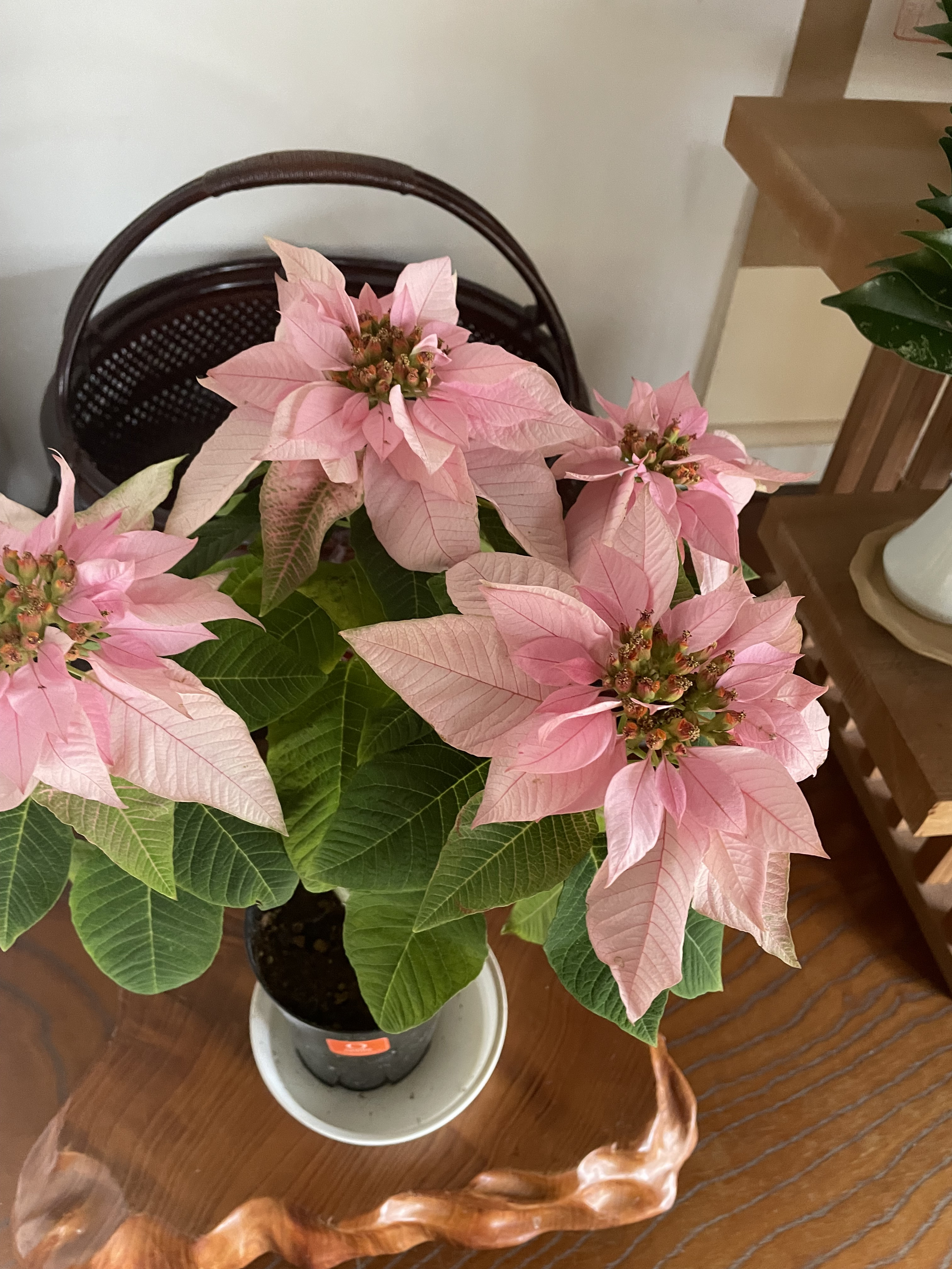 新年のご挨拶と新春キャンペーンについて