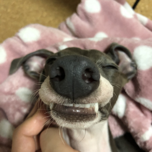 個別ドックリンパマッサージ施術開催！