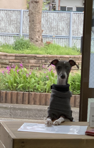 コロナ感染状況による店頭販売切替のお知らせ