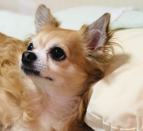 愛犬と会話しよう、アニマルコミュニケーション