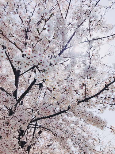 【3月イベント】コラボ企画！わんこと撮影会＋さくらのパステルアート